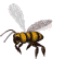 abeille