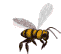 abeille