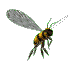 abeille